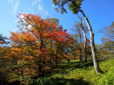 ボンサイ平周辺