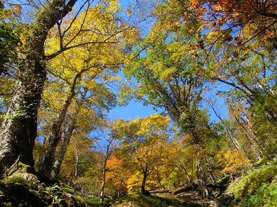 ボンサイ平周辺
