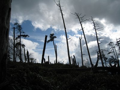 二ツ山付近.jpg (142.43 KiB) 閲覧された回数 9178 回 二ツ山付近の風倒木群