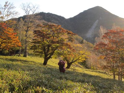 巨樹と紅葉.jpg (166.26 KiB) 閲覧された回数 9178 回 草原を彩る巨樹たち