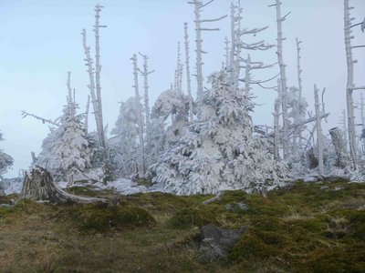 01樹氷.jpg (150.1 KiB) 閲覧された回数 15080 回 今シーズン初めての樹氷