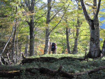前黒法師岳に続く森