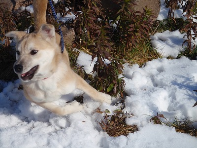 雪とハナ(12年2月)