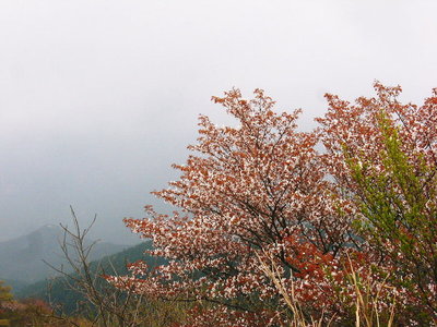 〇 山桜が山を登っていくよ、きれいだよなあ