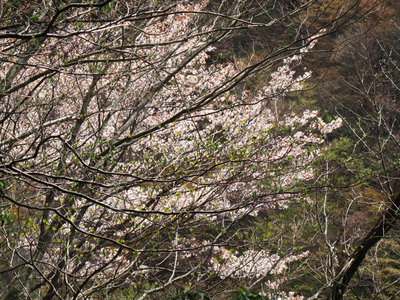 花見尾根の山桜