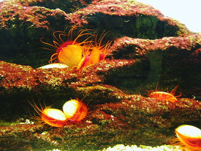 〇 海は命の母なのに