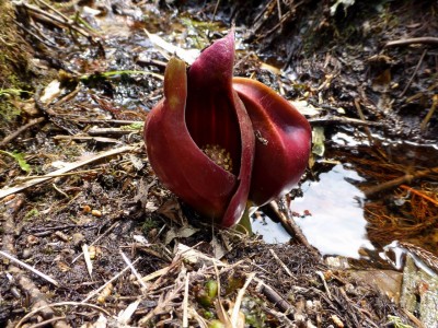 P1000203.JPG (333.77 KiB) 閲覧された回数 8092 回 ザゼンソウが咲いていました