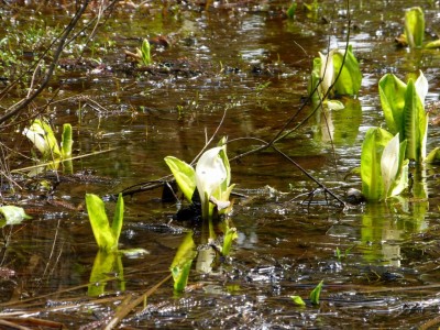 再露出P1000201.JPG (302.92 KiB) 閲覧された回数 8092 回 ミズバショウが咲き始めています