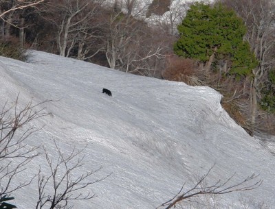 DSC04337-s.JPG (140.39 KiB) 閲覧された回数 8427 回 たんぽぽに恐れをなして逃げていくクマしゃん