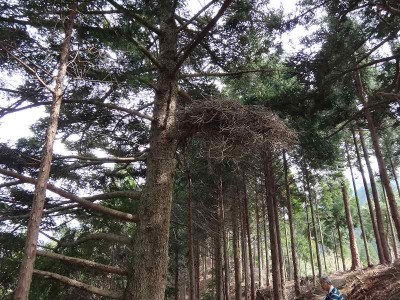 DSC01325.jpg (99.59 KiB) 閲覧された回数 6808 回 熊棚?