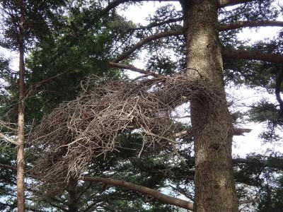 DSC01326.jpg (98.83 KiB) 閲覧された回数 6808 回 熊棚?別の角度から