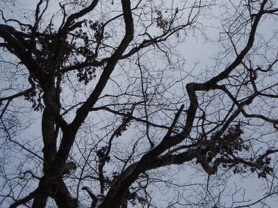 20081122-48.jpg (170.69 KiB) 閲覧された回数 6808 回 台高の熊棚(ミズナラ)