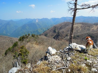 台高北部の山は、標高1000m辺りまで新緑が展開してきました。