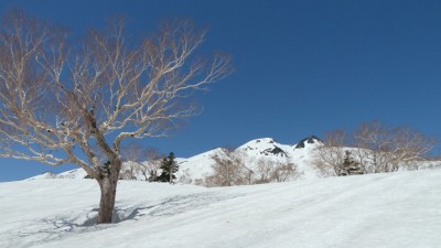 ダケカンバと御前峰・剣ヶ峰