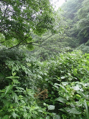 草に覆われた廃林道