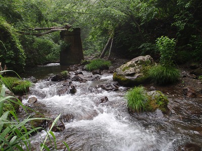 渡渉してもこの先は…？