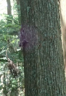 P7200154 (3).jpg (119.87 KiB) 閲覧された回数 2933 回 ムー君