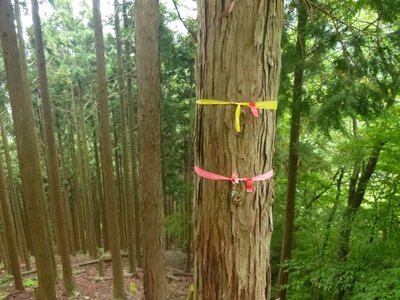 それぞれに赤ビニテをつけてます