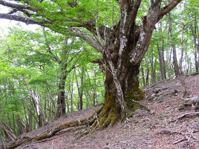 新緑の頃のハカノ谷の大ブナ。