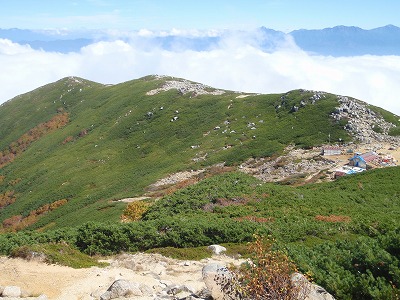 将棋頭から権現づるね