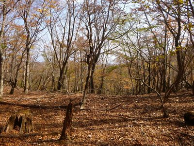 P1040614.jpg (196.89 KiB) 閲覧された回数 4186 回 どこでも歩けそうな稜線