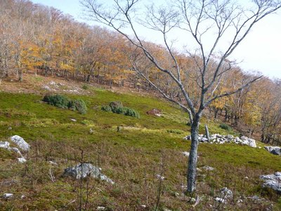 P1040612.jpg (135.91 KiB) 閲覧された回数 4186 回 苔ノ辻