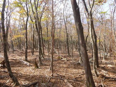 P1040610.jpg (182.18 KiB) 閲覧された回数 4186 回 素敵な疎林