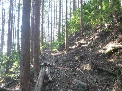 P1040592.jpg (121.31 KiB) 閲覧された回数 4186 回 歩きやすい杣道
