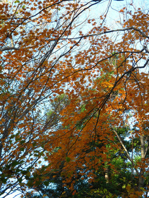 IMG_7673.jpg (1.04 MiB) 閲覧された回数 3524 回 ツヅラ原尾の紅葉