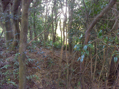 DSC00037.jpg (185.4 KiB) 閲覧された回数 4703 回 薮漕ぎしてプチ稜線へ