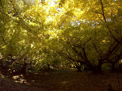 DSC00052.jpg (156.7 KiB) 閲覧された回数 4708 回 真っ黄色