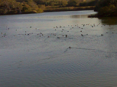 DSC00077.jpg (199.82 KiB) 閲覧された回数 4703 回 鵜がいっぱい