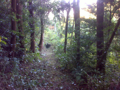 DSC00112.jpg (167.37 KiB) 閲覧された回数 4708 回 荒れた山道