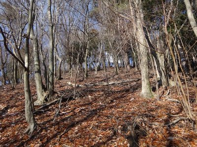 山頂の東側の林