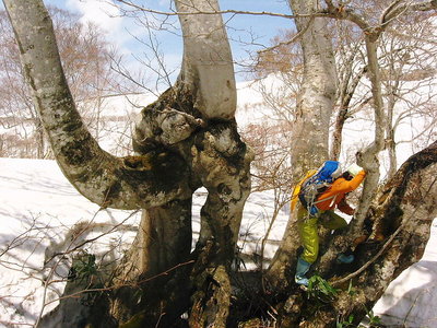 〇 月山ヘン木に登る、サヤちゃんと遊んだ