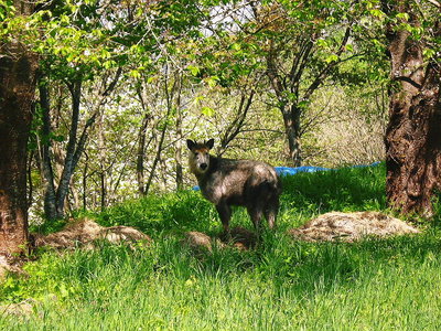 〇 遠野城址でカモシカと出会う