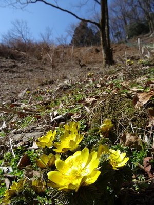 DSC05050.jpg (144.51 KiB) 閲覧された回数 4110 回 福寿草