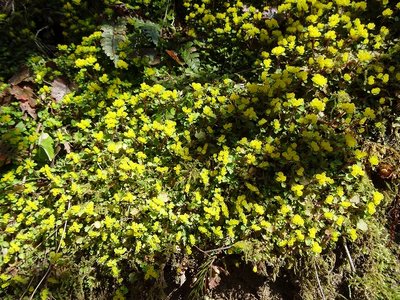 DSC05070.jpg (226.43 KiB) 閲覧された回数 4112 回 ヤマシロネコノメ