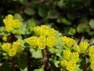 DSC05077.jpg (73.97 KiB) 閲覧された回数 4112 回 そのアップ