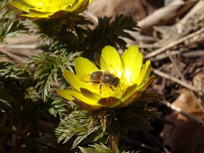 みつばちと福寿草
