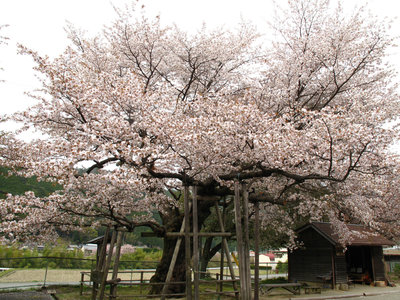 生きかえった樹齢３００年の森の山桜