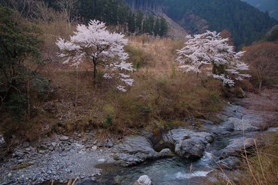 青田のサクラ。その昔、ここに集落があったころに植えられたもの。人がいなくなっても律儀に毎年咲きます。