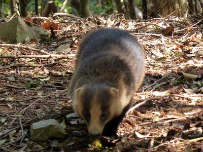 P1050289.JPG (269.36 KiB) 閲覧された回数 6526 回 威嚇してきました!