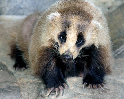 nihin-anagumaWM%20(5).jpg (225.95 KiB) 閲覧された回数 6421 回 こいつがニホンアナグマだ!