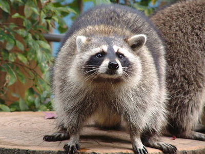 これはアライグマ君（かなり凶暴な性格です）