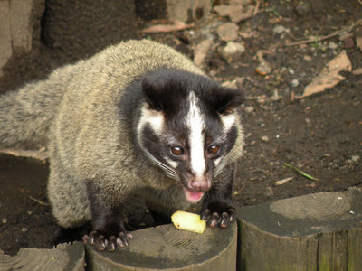 DSCN3614.jpg (155.71 KiB) 閲覧された回数 6421 回 これはハクビシン(白眉芯)