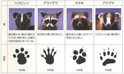 ハクビシン、アライグマ、タヌキ、アナグマの比較表