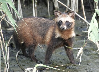 f0161823_1056169.jpg (265.6 KiB) 閲覧された回数 6421 回 ご存知、タヌキ君です