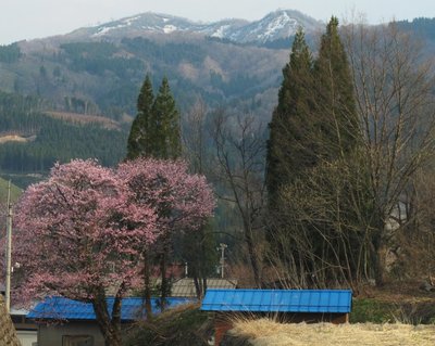 石徹白の桜と毘沙門岳