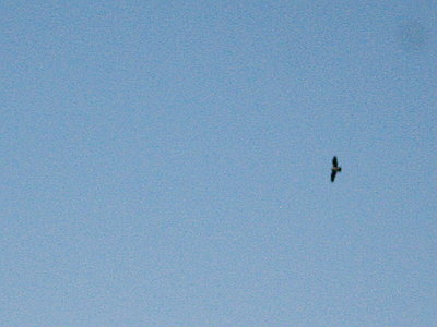〇 鷹は悠然と空を飛んでた
